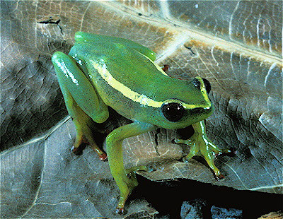 Cameroon Glass Treefrog  