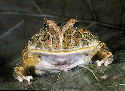 Chaco Horned Frog