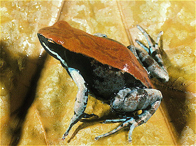 Copper Mantella 