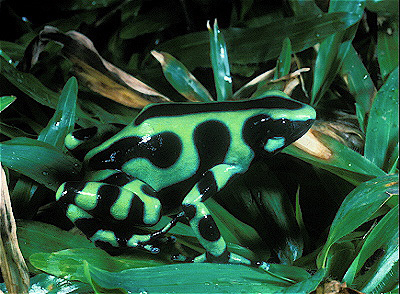 Arrow Poison Frog