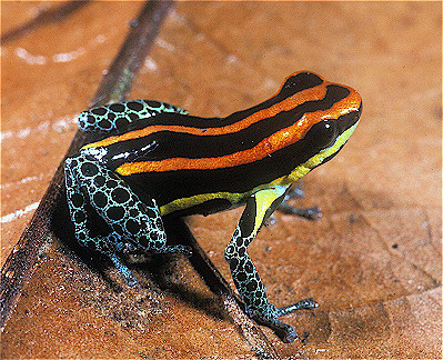 Arrow Poison Frog