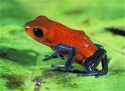 Arrow Poison Frog