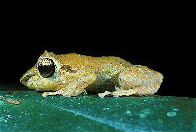 Treefrog Eleutherodactylus