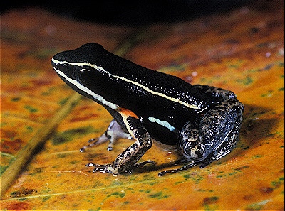 Arrow Poison Frog