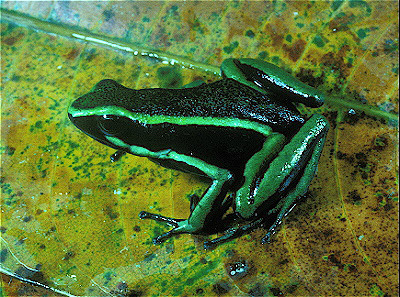 Arrow Poison Frog