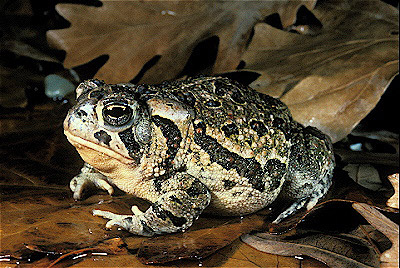 Fowler's Toad