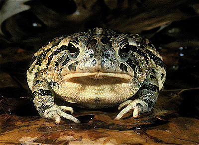 Fowler's Toad