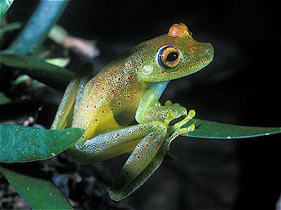 Glass Treefrog