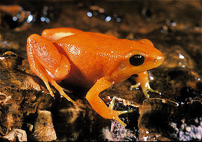 Golden Mantella 