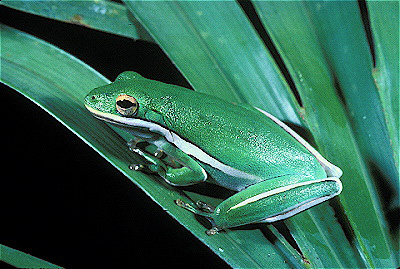 Green Treefrog