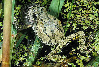 Grey Treefrog