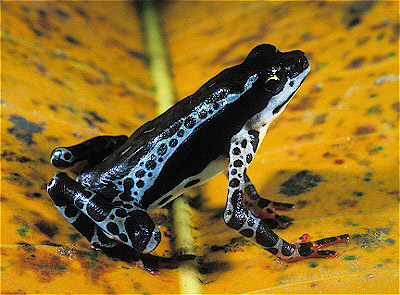 Harlequin Frog