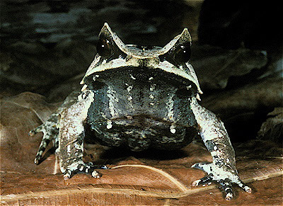 Malaysian Horned Frog