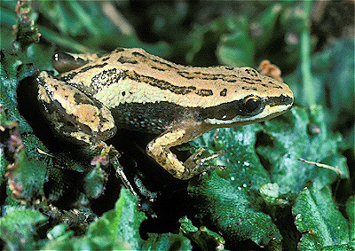 Northern Chorus Frog