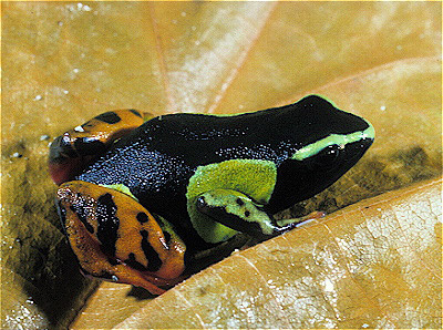 Painted Mantella 