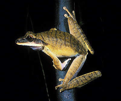 Peru Treefrog