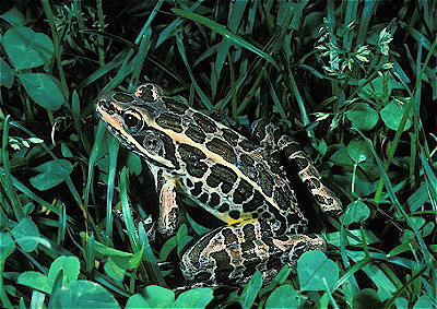 Pickerel Frog