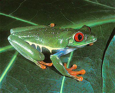 Red-Eyed Treefrog