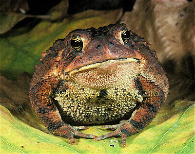 Southern Toad 