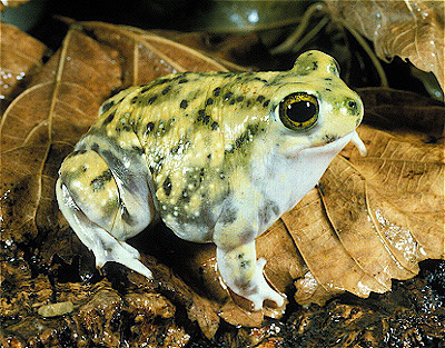 Couch's Spadefoot Frog