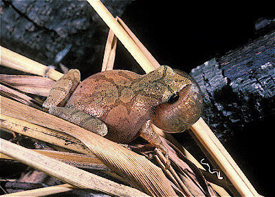 Spring Peeper