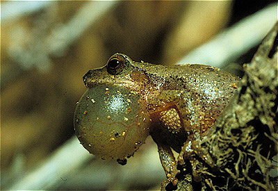 Spring Peeper