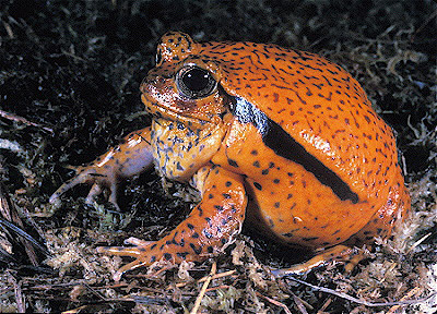 Tomato Frog