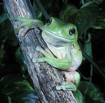 White’s Treefrog