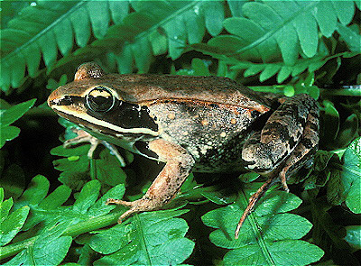 Wood Frog Rana sylvatica