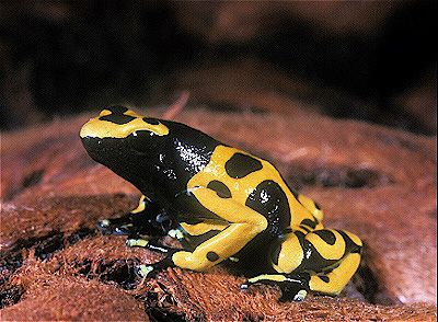 Yellow-Banded Poison Dart Frog