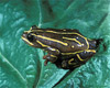 african clown frog