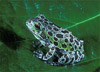 barking treefrog