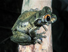 amer big-eyed treefrog