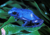 blue poison dart frog