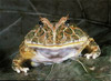 chaco horned frog
