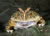chaco horned frog