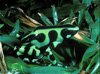 arrow poison frog