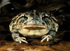 fowler's toad