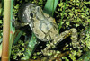 grey tree frog