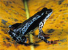 harlequin frog