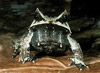 malayaian horned frog