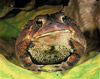 southern toad