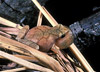 spring peeper