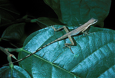 Costa Rican Anole