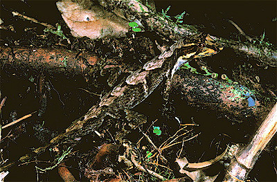 Cloudforest Anole