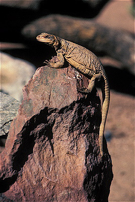 Chuckwalla