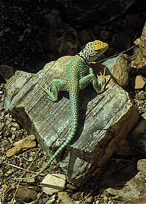 Collared Lizard