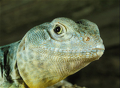 Collared Lizard