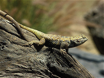 Desert Spiny Lizard