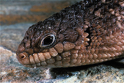 Gidgee Skink